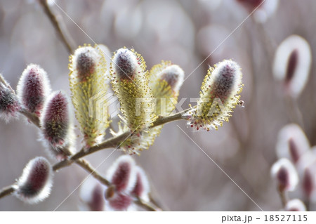 ネコヤナギ猫柳の花咲くの写真素材