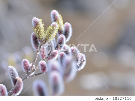 ネコヤナギ猫柳の花咲くの写真素材