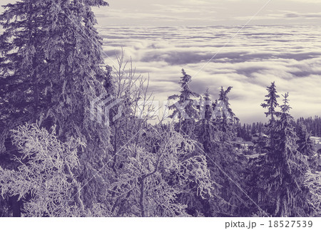 Winter forest 18527539