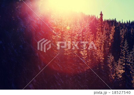 Winter forest 18527540