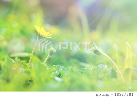 Climbing wedelia flower in vintage style Climbing wedelia flower in vintage style 18527581