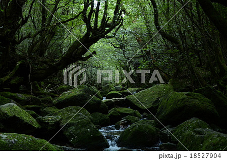 屋久島 白谷雲水峡 18527904