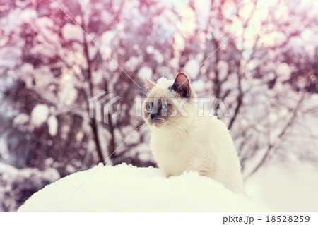 Cat siting in snowdrift in winter forest Cat siting in snowdrift in winter forest 18528259