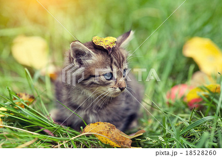 Little kitten sitting on the grass Little kitten sitting on the grass 18528260