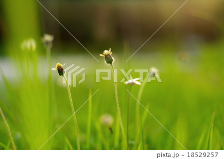 Small flower with green blur background Small flower with green blur background 18529257