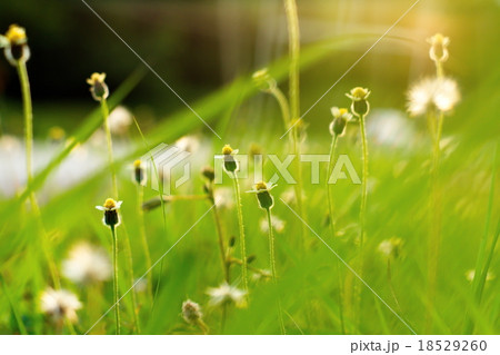 Small flower with green blur background 18529260