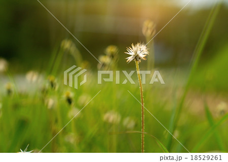 Small flower with green blur background 18529261