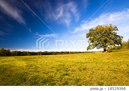 trees   in  autumn   18529366