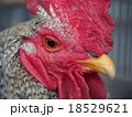 ニワトリの顔アップ 18529621