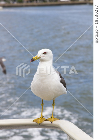 松島のカモメ 18530227