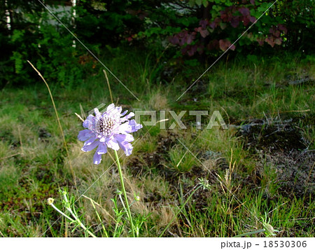 マツムシソウ 18530306