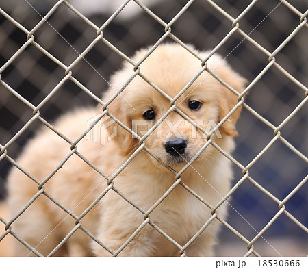 lonely dog in cage lonely dog in cage 18530666