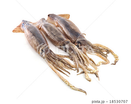 nice fresh squid isolated on white background 18530707