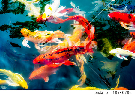 Koi fish in pond,colorful natural background 18530786