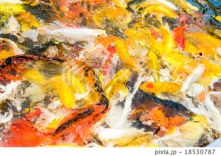 Koi fish in pond,colorful natural background 18530787