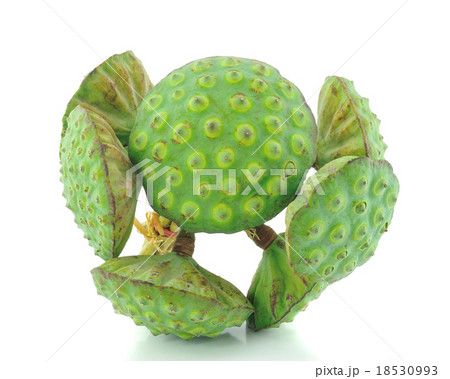 lotus seed pod on white background lotus seed pod on white background 18530993