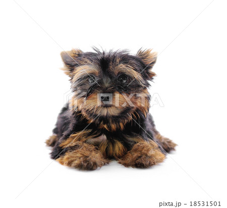 Yorkshire Terrier (2 months)  18531501