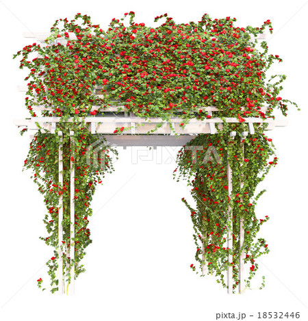 Bushes of red roses pergola 18532446