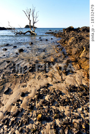 dead tree andilana beach seaweed in dead tree andilana beach seaweed in 18532479