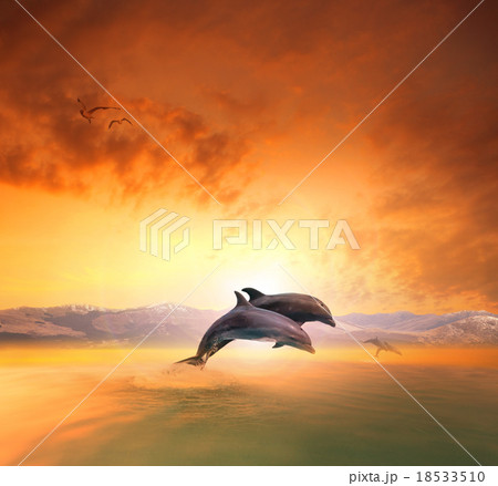 couples of dophin jumping through ocean wave 18533510