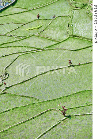 rice paddy terrace fields  Philippines 18533613