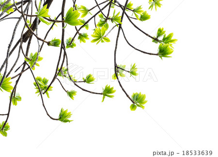 Cannonball Green leaf isolated on white background Cannonball Green leaf isolated on white background 18533639