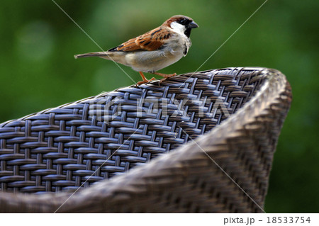 front of sparrow whit black eye 18533754