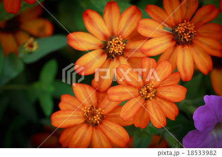 Group of Orange Zinnia 18533982