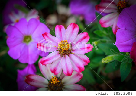 Pink Zinnia. 18533983