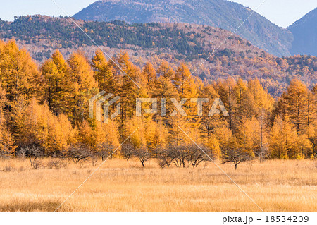 【栃木県・日光国立公園】秋の小田代ヶ原 【栃木県・日光国立公園】秋の小田代ヶ原 18534209