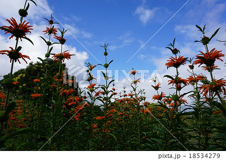 オレンジの花 南アフリカ共和国 の写真素材