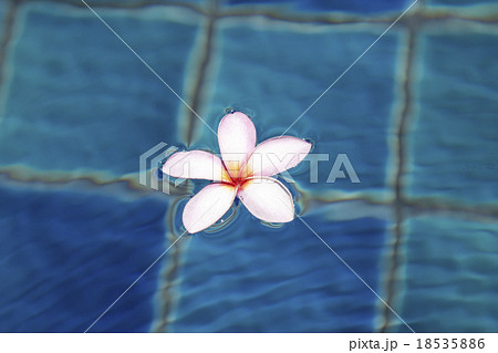 Tropical frangipani flower floating in blue water Tropical frangipani flower floating in blue water 18535886