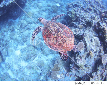 パラオの海でウミガメに遭遇 の写真素材