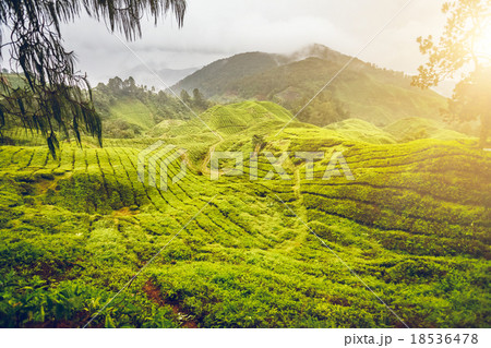 Tea plantation in Malaysia Tea plantation in Malaysia 18536478