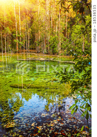 Calm water in green forest Calm water in green forest 18536535