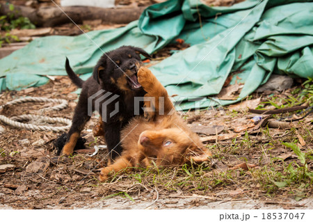 Cute stray puppies playing Cute stray puppies playing 18537047
