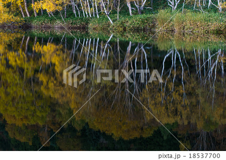 木戸池の紅葉 18537700