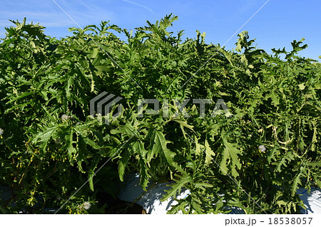 伝統野菜　切葉松本地大根の畑 18538057