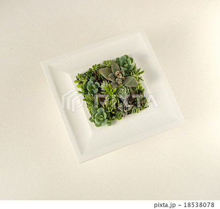 多肉植物 18538078