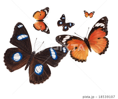 butterfly watercolor painting 18539107