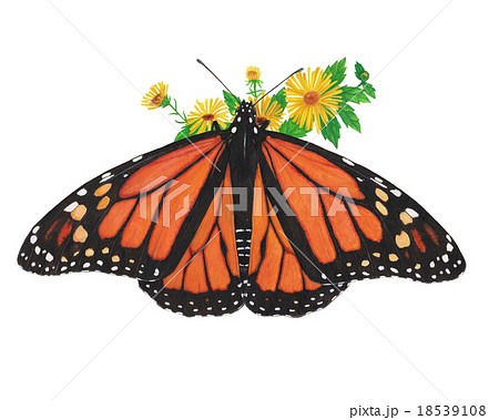 monarch butterfly monarch butterfly 18539108