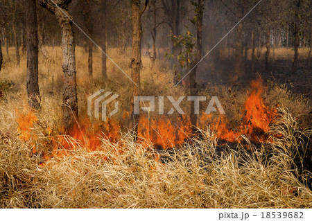 Forest fires 18539682