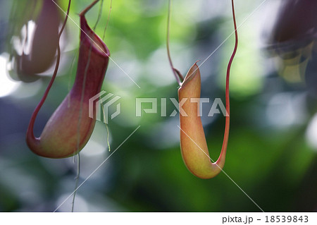 tropical pitcher plant tropical pitcher plant 18539843
