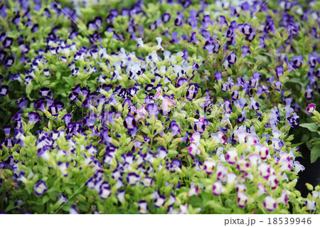 wishbone flower wishbone flower 18539946