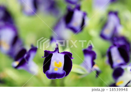 wishbone flower wishbone flower 18539948