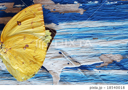 butterfly wing on grunge colorful wooden panel butterfly wing on grunge colorful wooden panel 18540018