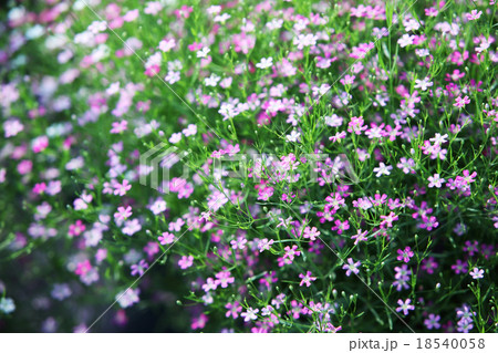 gypsophila flower. 18540058