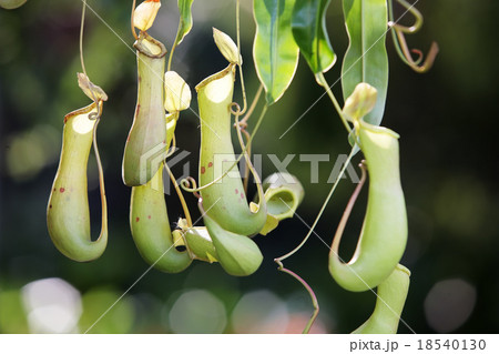 tropical pitcher plant. tropical pitcher plant. 18540130