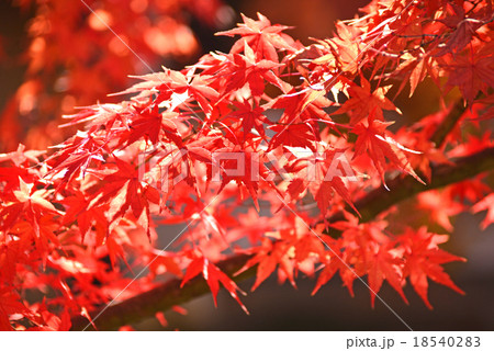赤く紅葉したもみじ 18540283