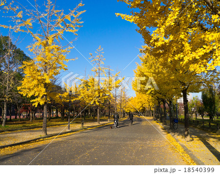 大阪城公園のイチョウ並木 大阪城公園のイチョウ並木 18540399